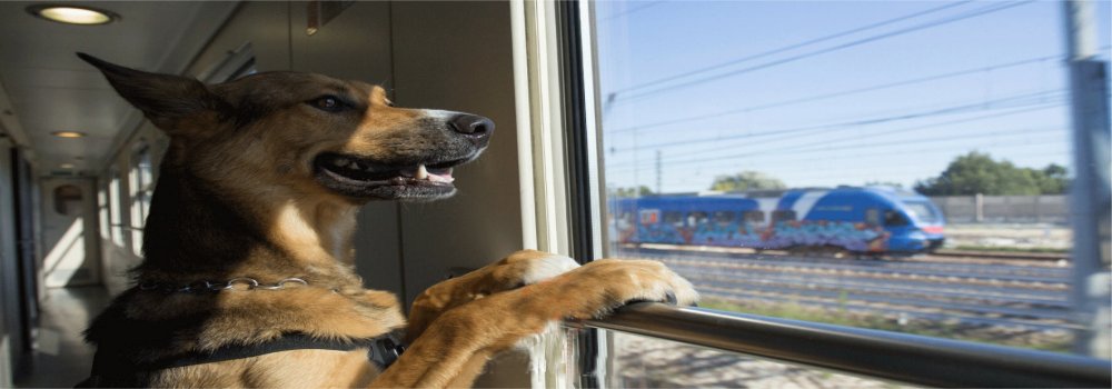 Viaggiare in treno, ecco i 25 viaggi su via ferrata più affascinanti del  mondo